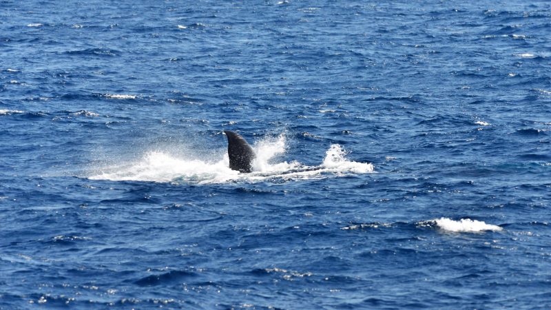 Whale watching in Mirissa 