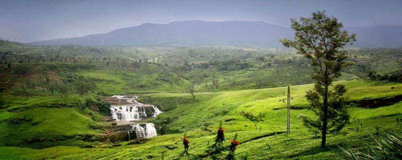 Hillcountry srilanka