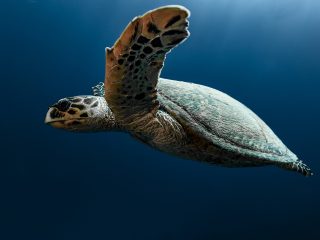 Why Marine Conservation Experiences Are Becoming a Must Have for Travellers