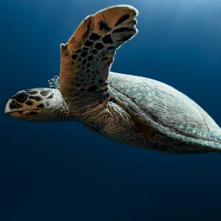 Why Marine Conservation Experiences Are Becoming a Must Have for Travellers