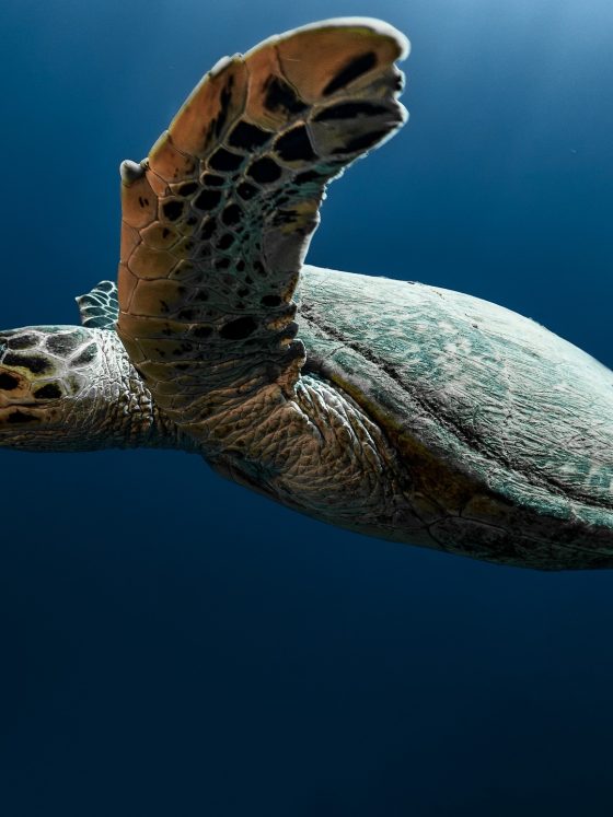 Why Marine Conservation Experiences Are Becoming a Must Have for Travellers