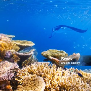 Marine Life Seasons in the Maldives What Divers and Snorkelers Can Expect Month by Month