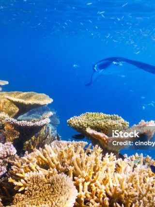 Marine Life Seasons in the Maldives What Divers and Snorkelers Can Expect Month by Month