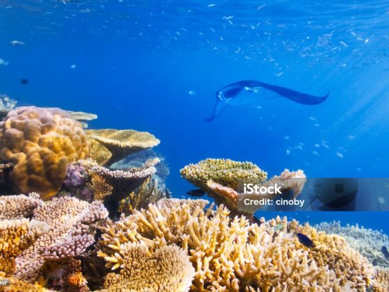 Marine Life Seasons in the Maldives What Divers and Snorkelers Can Expect Month by Month