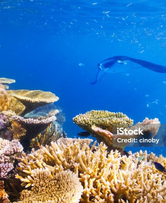 Marine Life Seasons in the Maldives What Divers and Snorkelers Can Expect Month by Month