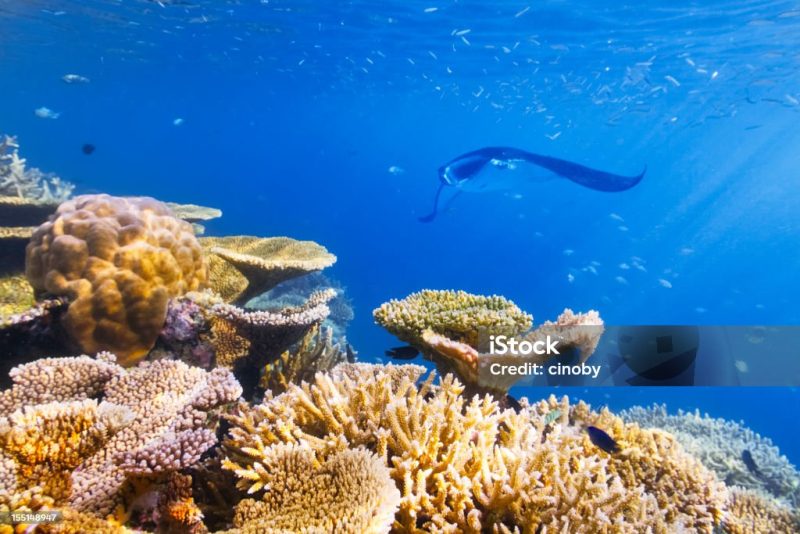 Marine Life Seasons in the Maldives What Divers and Snorkelers Can Expect Month by Month