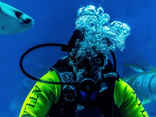 Scuba Diving and Snorkeling Near Dubai What You Can See and When to Go