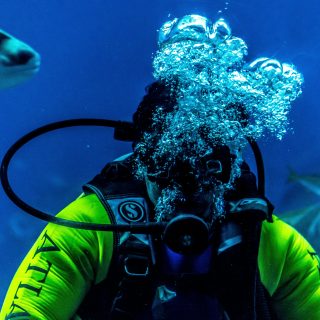 Scuba Diving and Snorkeling Near Dubai What You Can See and When to Go