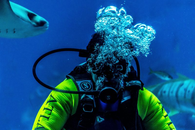 Scuba Diving and Snorkeling Near Dubai What You Can See and When to Go