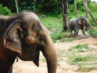 Best Things to Do in Phuket for Families
