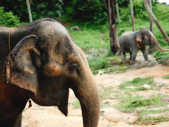 Best Things to Do in Phuket for Families
