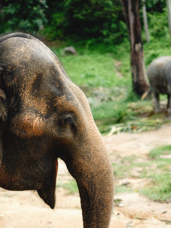 Best Things to Do in Phuket for Families
