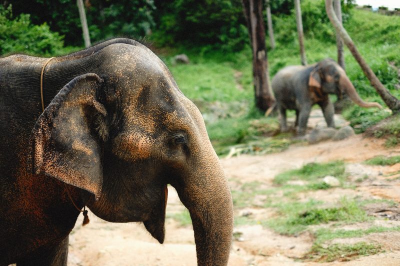 Best Things to Do in Phuket for Families