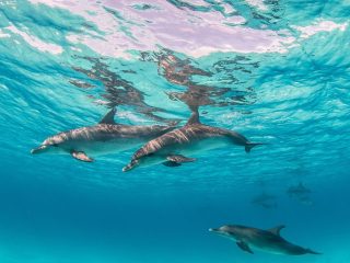 Best Maldives Resorts for Dolphin Watching and Ocean Experiences