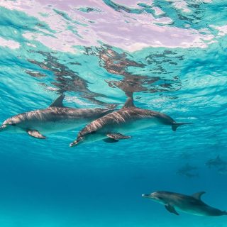 Best Maldives Resorts for Dolphin Watching and Ocean Experiences