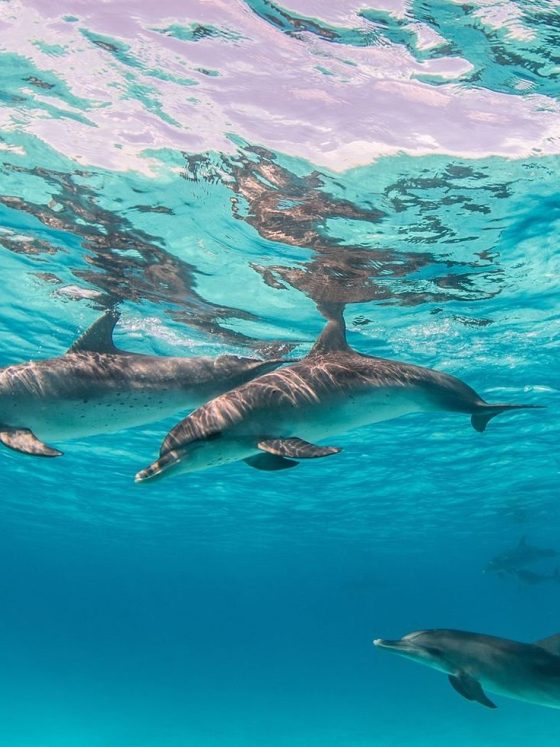 Best Maldives Resorts for Dolphin Watching and Ocean Experiences