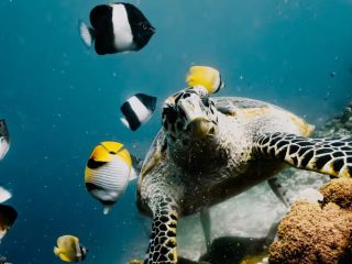 What Makes Baa Atoll One of the Best Areas in the Maldives for Marine Life?