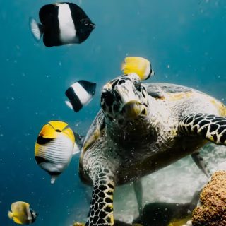 What Makes Baa Atoll One of the Best Areas in the Maldives for Marine Life?