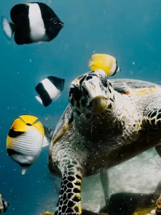 What Makes Baa Atoll One of the Best Areas in the Maldives for Marine Life?