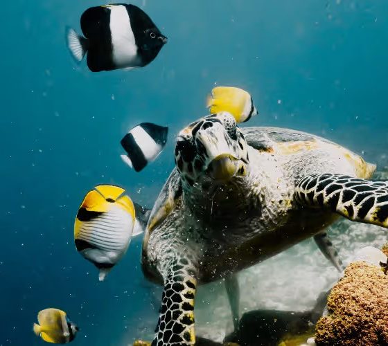 What Makes Baa Atoll One of the Best Areas in the Maldives for Marine Life?