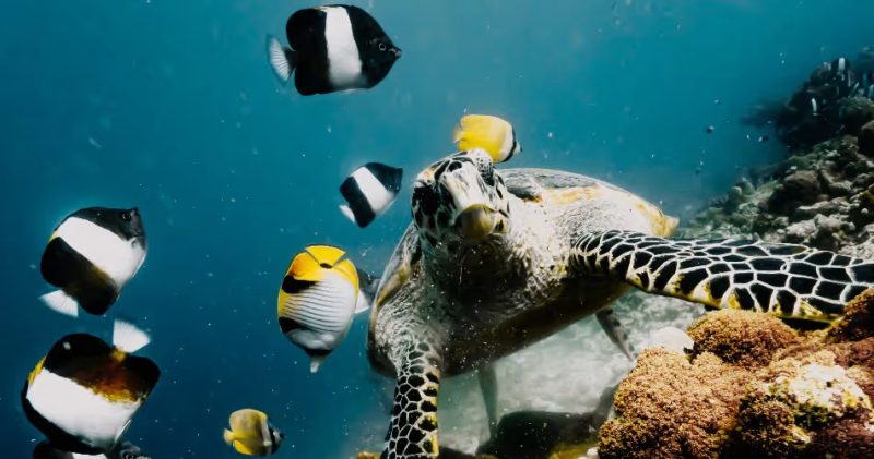What Makes Baa Atoll One of the Best Areas in the Maldives for Marine Life?