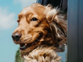 How to Plan a Pet-Friendly Holiday in Hua Hin