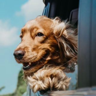 How to Plan a Pet-Friendly Holiday in Hua Hin