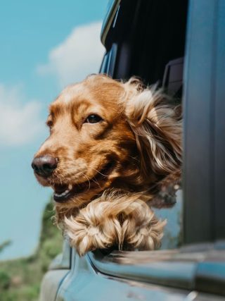 How to Plan a Pet-Friendly Holiday in Hua Hin