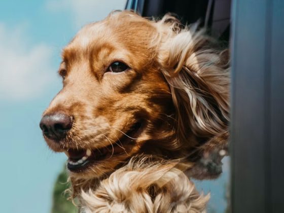 How to Plan a Pet-Friendly Holiday in Hua Hin