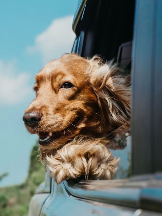 How to Plan a Pet-Friendly Holiday in Hua Hin
