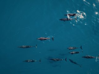 A Guide to Planning a Dolphin Watching Holiday in the Maldives