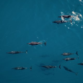 A Guide to Planning a Dolphin Watching Holiday in the Maldives