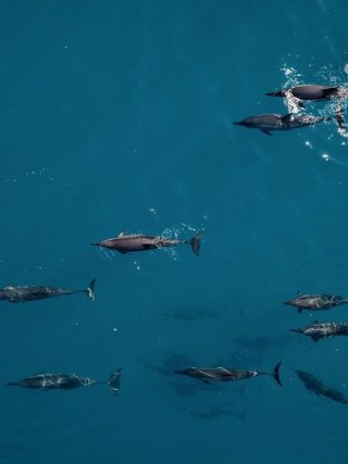 A Guide to Planning a Dolphin Watching Holiday in the Maldives