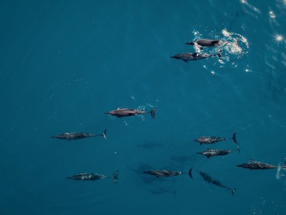 A Guide to Planning a Dolphin Watching Holiday in the Maldives