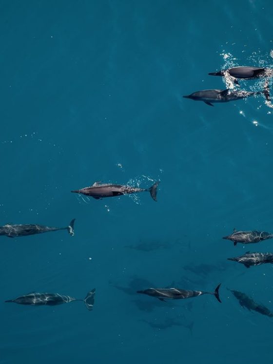 A Guide to Planning a Dolphin Watching Holiday in the Maldives
