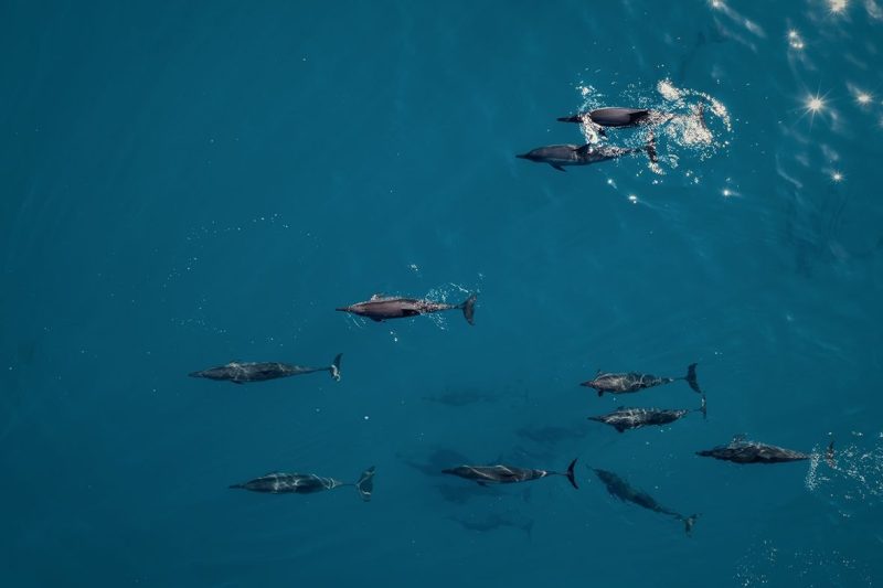 A Guide to Planning a Dolphin Watching Holiday in the Maldives