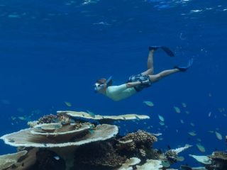 Exploring the Maldives for Marine Life: The Best Times for Unforgettable Encounters