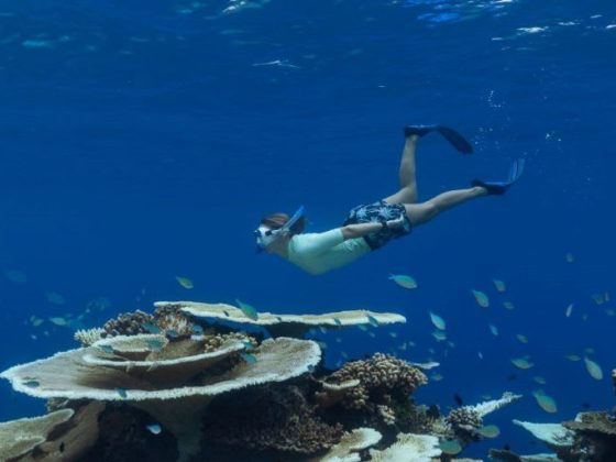 Exploring the Maldives for Marine Life: The Best Times for Unforgettable Encounters
