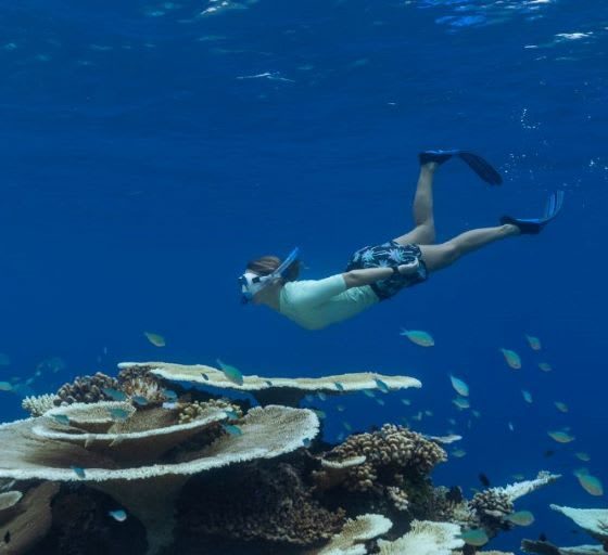 Exploring the Maldives for Marine Life: The Best Times for Unforgettable Encounters