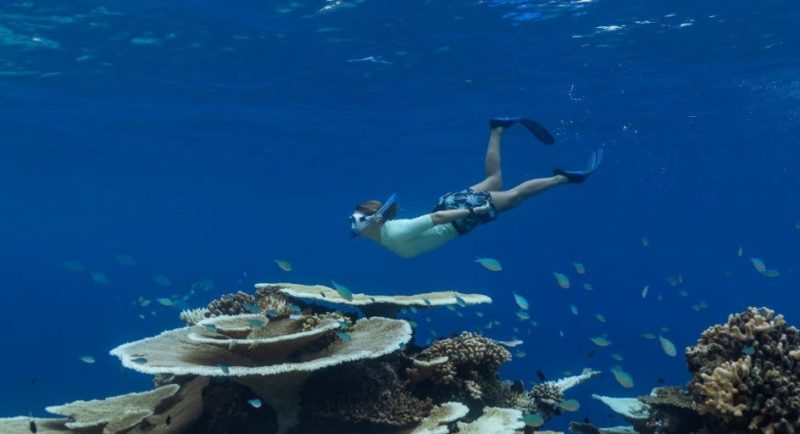 Exploring the Maldives for Marine Life: The Best Times for Unforgettable Encounters