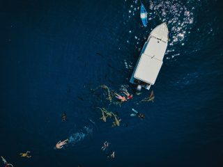 Maldives Marine Life Encounter Rates by Region Dolphins Turtles and Reef Fish