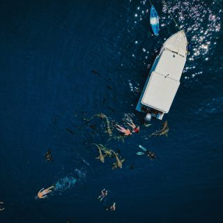 Maldives Marine Life Encounter Rates by Region Dolphins Turtles and Reef Fish