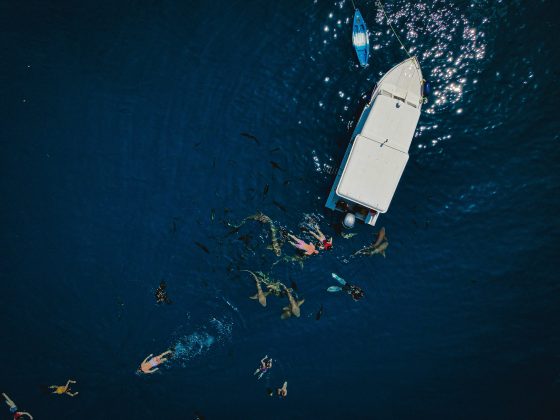Maldives Marine Life Encounter Rates by Region Dolphins Turtles and Reef Fish