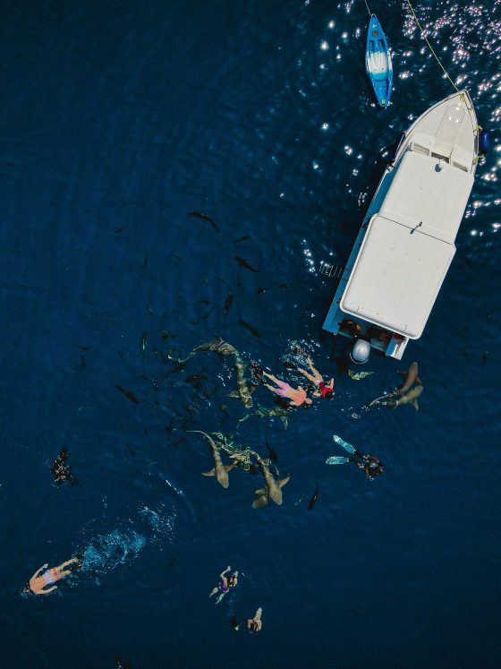 Maldives Marine Life Encounter Rates by Region Dolphins Turtles and Reef Fish