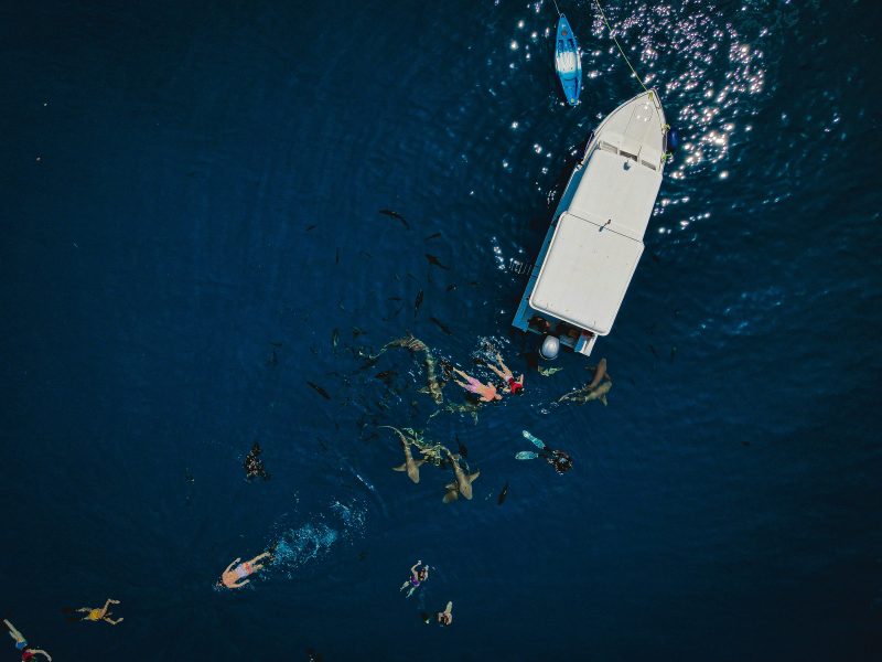 Maldives Marine Life Encounter Rates by Region Dolphins Turtles and Reef Fish