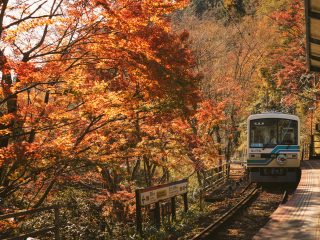 A Guide to Kyoto's Autumn Food and Seasonal Experiences