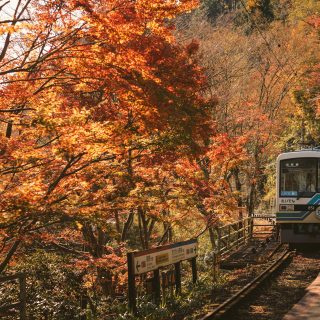 A Guide to Kyoto's Autumn Food and Seasonal Experiences