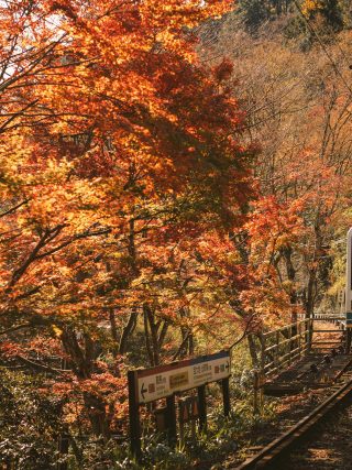 A Guide to Kyoto's Autumn Food and Seasonal Experiences
