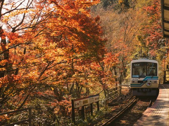 A Guide to Kyoto's Autumn Food and Seasonal Experiences