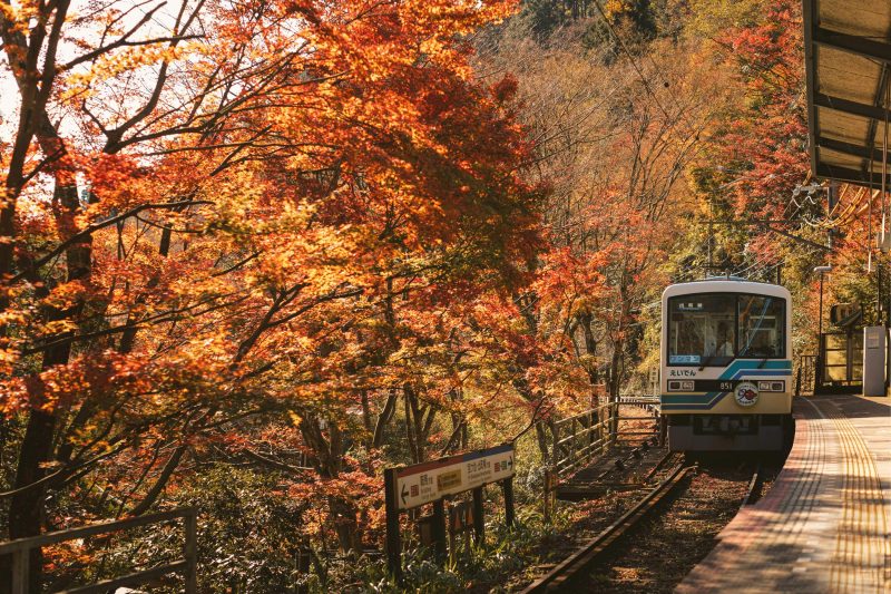 A Guide to Kyoto's Autumn Food and Seasonal Experiences
